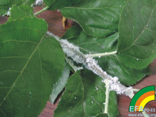 Pulgon lanigero - Wooly aphid - Peral lanixero >> Eriosoma lanigerum - Pulgon lanigero en manzano_2.jpg